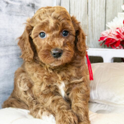 Adopt a dog:Grace Kelly/Goldendoodle/Female/April 30, 2026,Hi, I'm Grace Kelly! I'm a 5-week-old female Goldendoodle. My dad is a Poodle and my mom is a Goldendoodle. I have a beautiful red coat, and I was born on April 30. I'll be ready to go home to my forever family after June 25, once I'm grown enough to leave my litter. I'm CKC registered. My paws are ready to pitter-patter through your home and heart.