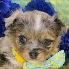 Nico/Chihuahua/Female/April 21, 2026