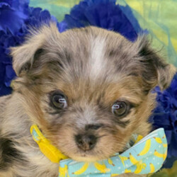 Adopt a dog:Nico/Chihuahua/Female/April 21, 2026,Hi, I'm Nico! I'm a 7-week-old male Chihuahua with a beautiful black & tan coat, born on April 21. I'll be ready to go home to my forever family after June 16, once I'm grown enough to leave my litter. When I reach my adult size, I should weigh between 4–6 lbs. I'm CKC registered. My heart is big, my paws are tiny, and I'm ready to love you endlessly.