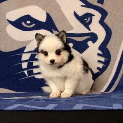Lucy/Pomsky									Puppy/Female	/12 Weeks,This baby girl is ready to find her forever home! She is expected to be 18-20lbs. full grown. She is being family raised with children and is very well socialized. She is up to date on all vaccines and preventive deworming. We encourage you to come meet her in person, however if you are out of the area, we offer facetime calls! If you have any questions or would like to make a deposit to place her on hold, give us a call/text or send us a message. All of our puppies go home with their proper paperwork, a 2 year genetic health guarantee, 30 free trail of Trupanion Pet Insurance, pre-paid registration that is emailed to you once you bring your puppy home, a pre-paid online K9 Master Class and microchipped. Each of our puppies also go home with some food to transition on, NuVet & treats. We do accept Venmo & PayPal. license#4240
