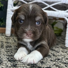 Princess/Havanese/Female/April 20, 2026