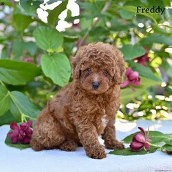 Freddy/Toy Poodle									Puppy/Male	/8 Weeks,Our adorable Toy Poodle puppies are looking for loving homes where they can be cherished as part of the family! These sweet little puppies are family raised with lots of love and attention .Toy Poodles are known for their intelligent, affectionate personalities and their playful, loyal nature, making them a wonderful choice for anyone looking for a small companion with a big heart.