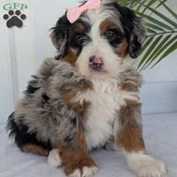 Annie/Mini Bernedoodle									Puppy/Female	/8 Weeks,Hello everyone! Meet our precious little girl, Annie. She is a beautiful F1 blue-merle mini bernedoodle with a very beautiful coat of soft wavy hair! Her coat is a very unique color of blue! Annie has a very sweet temperament andis very well socialized! She is very playful and is sure to make the perfect companion to anyone giving her a loving home! Annie would make the perfect companion to go on walks with or if you are looking for someone to snuggle up on the couch with she is always up for that as well! Annie will be available to go home on July 7th..