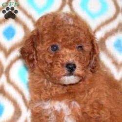 Lacey/Miniature Poodle									Puppy/Female	/May 6th, 2026,Lacey is a spirited Miniature Poodle puppy who is great with kids and can be registered with the AKC. This bold little pup is socialized, family raised with children, and ready to meet you! Lacey comes home with a health guarantee provided by the breeder, plus has been seen by a vet and is up to date on shots and de-wormer.