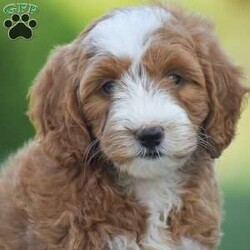 Rosie-F1B/Mini Goldendoodle									Puppy/Female	/May 11th, 2026,Meet Rosie a F1B generation Mini Goldendoodle puppy! The mother is a Mini Goldendoodle 30lb and the father is a ACA registered Mini Poodle 12lb. Each puppy comes fully vet checked; shots and dewormed; 30 day health guarantee; small bag of puppy food and all paperwork along with a customized puppy packet to your specific puppy. The Mini Goldendoodle is a great choice dog breed for someone looking for a small dog breed, hypoallergenic, less shedding and great family personality dog. If your interested in any of the puppies we have currently available please give us a call today, thank you!
