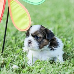 Lars/Shih Tzu									Puppy/Male	/7 Weeks,To contact the breeder about this puppy, click on the “View Breeder Info” tab above.
