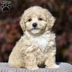 Lincoln/Bich-Poo									Puppy/Male	/9 Weeks,Pond View Puppies is excited to introduce Kenny and Twinkles’s new Bichpoo puppies!! They were born on May 2, 2026. We expect these puppies to weigh 9 to 13 pounds full grown. These pups will be a perfect fit for a family pet or for a 1-person companion! They love attention and cuddles. And they love playing with their toys and children. These Bich-poo are a good fit for anyone, including  families  with children. Our Bich-poo puppies have  been microchipped. They have had their first vaccinations and dewormers and have benn given health certificates by our  veterinarian. You will be given a 2-year genetic health guarantee, a small bag of NutriSource puppy food, and a blanket with the mother & littermate’s scent on it when you pick up your puppy. Pond View Puppies is eager to meet you! We will do our best to make this adoption process easy for you and your new furbaby :).  You may call or text Ruthie any time. Sunday calls & texts will be returned on Monday morning.