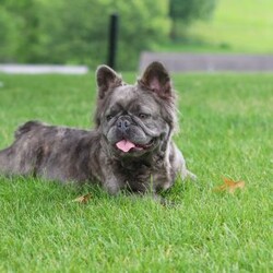 Amy/French Bulldog									Puppy/Female	/9 Weeks,Meet Amy, an absolutely adorable AKC French Bulldog puppy with a charming personality and a heart full of love! This precious little girl is playful, affectionate, and always ready to brighten your day with her sweet nature and adorable expressions. She enjoys exploring her surroundings, playing with her favorite toys, and soaking up attention from everyone she meets. With her beautiful coat, signature Frenchie ears, impressive big rope nose, and irresistible face, Amy is sure to steal hearts wherever she goes. Raised with lots of love and attention in a veterinarian’s home, she has been well-socialized and given the very best start in life. Whether she’s cuddling up for snuggles or entertaining everyone with her playful antics, Amy brings joy to every moment.