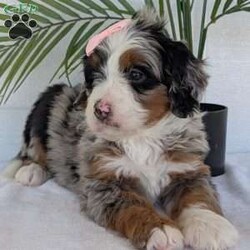 Annie/Mini Bernedoodle									Puppy/Female	/8 Weeks,Hello everyone! Meet our precious little girl, Annie. She is a beautiful F1 blue-merle mini bernedoodle with a very beautiful coat of soft wavy hair! Her coat is a very unique color of blue! Annie has a very sweet temperament andis very well socialized! She is very playful and is sure to make the perfect companion to anyone giving her a loving home! Annie would make the perfect companion to go on walks with or if you are looking for someone to snuggle up on the couch with she is always up for that as well! Annie will be available to go home on July 7th..