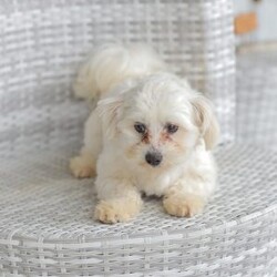 Arlo/Maltipoo									Puppy/Male	/7 Weeks,Our Maltipoo puppies will make the perfect addition to your family! They have calm and docile personalities and are absolutely adorable! Our children love to play with them and they get lots of cuddles and attention from them! 