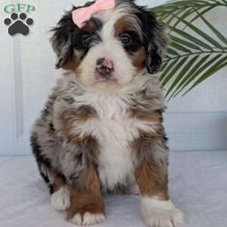 Annie/Mini Bernedoodle									Puppy/Female	/8 Weeks,Hello everyone! Meet our precious little girl, Annie. She is a beautiful F1 blue-merle mini bernedoodle with a very beautiful coat of soft wavy hair! Her coat is a very unique color of blue! Annie has a very sweet temperament andis very well socialized! She is very playful and is sure to make the perfect companion to anyone giving her a loving home! Annie would make the perfect companion to go on walks with or if you are looking for someone to snuggle up on the couch with she is always up for that as well! Annie will be available to go home on July 7th..
