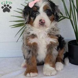 Annie/Mini Bernedoodle									Puppy/Female	/8 Weeks,Hello everyone! Meet our precious little girl, Annie. She is a beautiful F1 blue-merle mini bernedoodle with a very beautiful coat of soft wavy hair! Her coat is a very unique color of blue! Annie has a very sweet temperament andis very well socialized! She is very playful and is sure to make the perfect companion to anyone giving her a loving home! Annie would make the perfect companion to go on walks with or if you are looking for someone to snuggle up on the couch with she is always up for that as well! Annie will be available to go home on July 7th..