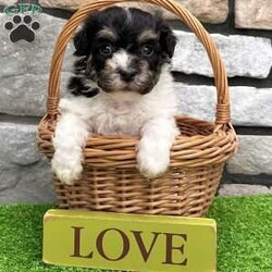 Dillon/Havanese									Puppy/Male	/9 Weeks,    Hi, I’m Dillon! I’m a handsome AKC Registered Havanese boy with a beautiful black and white coat, sparkling eyes, and a sweet personality that loves attention! I’ve been raised with lots of love and care, and now I’m searching for a forever family to call my own. I’m up to date on all my shots and dewormings, have been microchipped, and come with a health guarantee so you can feel confident bringing me home. I love cuddles, playtime, and being right by your side wherever you go! No matter where you live, delivery is available right to your door in most areas, making it easy for me to become part of your family. Contact today: I can’t wait to meet you and fill your home with love, puppy kisses, and lots of happy memories! 