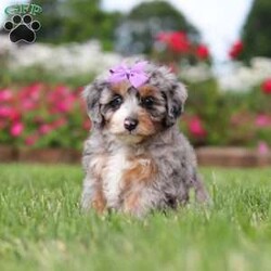 Jewel/Mini Bernedoodle									Puppy/Female	/7 Weeks,Hi, my name is Jewel, and I’m an absolutely adorable Mini Bernedoodle puppy ready to bring lots of sunshine, love, and happiness into my forever home! I’m a sweet and playful little companion who loves exploring, making new memories, and being part of all the fun adventures life brings. I have a gentle nature, a happy spirit, and a lovable personality that makes every day brighter. With my soft, fluffy coat, precious puppy eyes, and charming Mini Bernedoodle looks, I’m the perfect little bundle of joy to celebrate summer days with. I can’t wait to fill my forever family’s life with love, laughter, puppy snuggles, and lots of unforgettable moments!