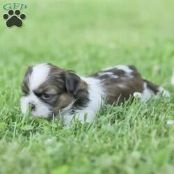 Lars/Shih Tzu									Puppy/Male	/7 Weeks,To contact the breeder about this puppy, click on the “View Breeder Info” tab above.