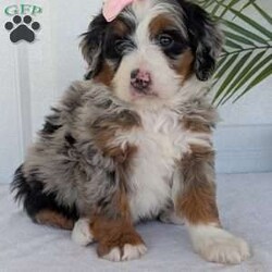 Annie/Mini Bernedoodle									Puppy/Female	/8 Weeks,Hello everyone! Meet our precious little girl, Annie. She is a beautiful F1 blue-merle mini bernedoodle with a very beautiful coat of soft wavy hair! Her coat is a very unique color of blue! Annie has a very sweet temperament andis very well socialized! She is very playful and is sure to make the perfect companion to anyone giving her a loving home! Annie would make the perfect companion to go on walks with or if you are looking for someone to snuggle up on the couch with she is always up for that as well! Annie will be available to go home on July 7th..