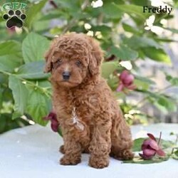Freddy/Toy Poodle									Puppy/Male	/8 Weeks,Our adorable Toy Poodle puppies are looking for loving homes where they can be cherished as part of the family! These sweet little puppies are family raised with lots of love and attention .Toy Poodles are known for their intelligent, affectionate personalities and their playful, loyal nature, making them a wonderful choice for anyone looking for a small companion with a big heart.