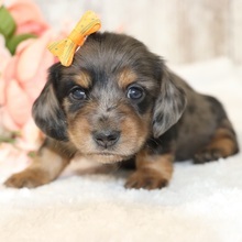 Adopt a dog:Oceana/Dachshund/Female/June 4, 2026,Hi, I'm Oceana! I'm a 4-week-old female Dachshund with a beautiful silver dapple coat, born on June 4. I'll be ready to go home to my forever family after July 30, once I'm grown enough to leave my litter. I'm ACA registered. I will bring unconditional love and joy to your life.