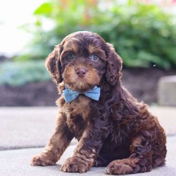 Warren/Cockapoo									Puppy/Male	/8 Weeks,Meet Warren, an absolutely adorable F1 Cockapoo puppy with a playful personality and a heart full of love! This sweet little boy loves exploring his surroundings, chasing after toys, and cuddling up for cozy naps after a fun day of play. With his soft fluffy coat, bright eyes, and happy spirit, he brings joy everywhere he goes. Friendly, affectionate, and full of charm, this precious puppy is sure to make every day brighter with his loving nature and adorable antics.
