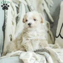 Arlo/Maltipoo									Puppy/Male	/7 Weeks,Our Maltipoo puppies will make the perfect addition to your family! They have calm and docile personalities and are absolutely adorable! Our children love to play with them and they get lots of cuddles and attention from them! 