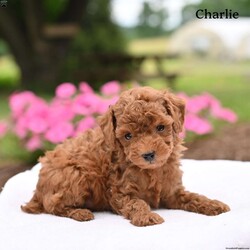 Charlie/Toy Poodle									Puppy/Male	/7 Weeks,Our adorable Toy Poodle puppies are looking for loving homes where they will be cherished as beloved family companions. These sweet puppies have been lovingly raised and are well socialized, making them friendly, affectionate, and comfortable around people.