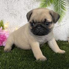 Keisha/Pug/Female/May 7, 2026