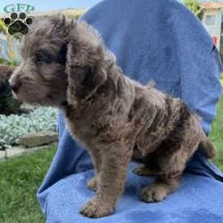 Remi/Labradoodle									Puppy/Female	/7 Weeks,Our adorable Labradoodle puppies are looking for their forever families! These sweet pups are raised with lots of love and are well-socialized, making them wonderful companions for families, couples, or individuals. Medium size (great for any home) Friendly, affectionate, and intelligent Low-shedding, soft coats, Great with other pets , Health checked and up to date on age-appropriate vaccinations and deworming! If you’re looking for a loyal best friend with a loving personality, one of these precious Labradoodles could be the perfect addition to your family!