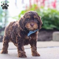 Warren/Cockapoo									Puppy/Male	/8 Weeks,Meet Warren, an absolutely adorable F1 Cockapoo puppy with a playful personality and a heart full of love! This sweet little boy loves exploring his surroundings, chasing after toys, and cuddling up for cozy naps after a fun day of play. With his soft fluffy coat, bright eyes, and happy spirit, he brings joy everywhere he goes. Friendly, affectionate, and full of charm, this precious puppy is sure to make every day brighter with his loving nature and adorable antics.