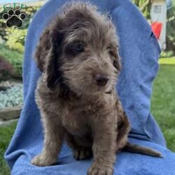 Remi/Labradoodle									Puppy/Female	/7 Weeks,Our adorable Labradoodle puppies are looking for their forever families! These sweet pups are raised with lots of love and are well-socialized, making them wonderful companions for families, couples, or individuals. Medium size (great for any home) Friendly, affectionate, and intelligent Low-shedding, soft coats, Great with other pets , Health checked and up to date on age-appropriate vaccinations and deworming! If you’re looking for a loyal best friend with a loving personality, one of these precious Labradoodles could be the perfect addition to your family!