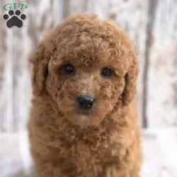 Kimberly/Mini Labradoodle									Puppy/Female	/8 Weeks,Meet Kimberly! She will be a great addition to your life! She is looking for a loving family to be a part of and will bring joy to you each day! Family raised, up to date on shots and dewormer, and comes with a 1 year genetic health guarantee. She’s socialized with our children, who help care for the puppies!! She comes with a small bag of food, blanket, toy and a collar. Give us a call today! We’re open Monday-Saturday 8-8 and closed on Sundays. Sunday messages will be returned on Monday. Country Echo Pets,  Raymond Lapp Sunbury Pa 17801 Pa License #17927