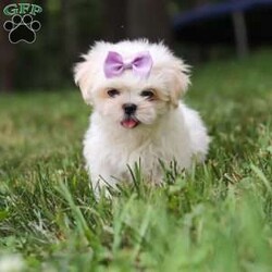 Claudia/Lhasa Apso									Puppy/Female	/11 Weeks,Meet Claudia, an ACA Lhasa Apso puppy with a soft, fluffy coat and a friendly, affectionate personality. She enjoys spending time with people, playing with toys, and exploring her surroundings. Claudia has been raised with care and attention and is well on her way to becoming a loving companion for her new family.