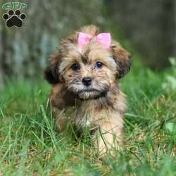 Bebee/Shorkie									Puppy/Female	/12 Weeks,Meet Bebee, a cute Shorkie puppy with a friendly, playful personality. She enjoys playing with toys, exploring her surroundings, and spending time with people. Bebee has been raised with care and attention and is well on her way to becoming a loving companion for her new family.