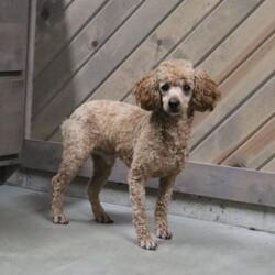 Jake/Cavapoo									Puppy/Male	/May 22nd, 2026,Healthy!! Happy!! Huggable is what I am!! My name is Jake and I am an F1b Cavapoo puppy!!I am Hypoallergenic and nonshedding!! I am adventerous and love playing!! I love people and interacting with other fur pals! I will be sure to attract lots of attention with my sweet puppyality! I come to you vet checked, dewormed, and up to date on all vaccines and dewormer.My Mom is our own sweet Josie a 19# F1 Cavapoo and Dad is Rookie a handsome 11# mini Poodle. Please contact Fran to find out more on the process of adopting me into my new home.shipping is available anywhere in the USA! There will be a 7% sales tax charge for all in home pick ups.