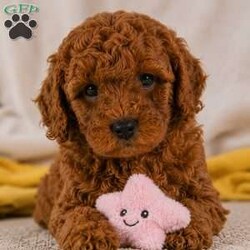 Jake/Cavapoo									Puppy/Male	/May 22nd, 2026,Healthy!! Happy!! Huggable is what I am!! My name is Jake and I am an F1b Cavapoo puppy!!I am Hypoallergenic and nonshedding!! I am adventerous and love playing!! I love people and interacting with other fur pals! I will be sure to attract lots of attention with my sweet puppyality! I come to you vet checked, dewormed, and up to date on all vaccines and dewormer.My Mom is our own sweet Josie a 19# F1 Cavapoo and Dad is Rookie a handsome 11# mini Poodle. Please contact Fran to find out more on the process of adopting me into my new home.shipping is available anywhere in the USA! There will be a 7% sales tax charge for all in home pick ups.