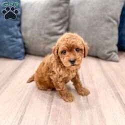 Buddy/Mini Goldendoodle									Puppy/Male	/9 Weeks,Meet Buddy! This sweet and adorable F1B Mini Goldendoodle is looking for a forever family!