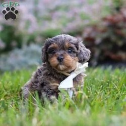 Alfie/Cavapoo									Puppy/Male	/6 Weeks,Hi, I’m Alfie! I’m an absolutely adorable F1B Cavapoo puppy with a sweet personality and a heart full of love. I love exploring new places, playing with my favorite toys, and spending time with the people I love most. Whether I’m enjoying a fun adventure or snuggling up for cuddle time, I’m happiest when I’m surrounded by love and attention. With my soft, fluffy coat, bright eyes, and affectionate nature, I’m sure to steal your heart from the very first moment we meet. I can’t wait to fill my forever home with endless love, laughter, and unforgettable memories!