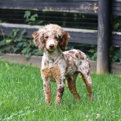 Oakley/Cockapoo									Puppy/Male	/9 Weeks,Hi, my name is Oakley, and I’m an absolutely adorable Cockapoo puppy with a sweet personality and a heart full of love! I’m playful, affectionate, and always ready to brighten your day with my happy spirit. I love exploring new places, playing with my favorite toys, and spending time with the people I love most. After a fun-filled day of adventures, my favorite place is right by your side, soaking up cuddles and attention. With my soft, fluffy coat, expressive eyes, and irresistible Cockapoo charm, I’m sure to capture your heart from the moment we meet. I’m intelligent, eager to please, and ready to become a loyal companion who will fill your home with love, laughter, and unforgettable memories.