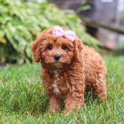 Addy/Cavapoo									Puppy/Female	/13 Weeks,Meet Addy, the epitome of charm and cuteness in the form of a Cavapoo puppy! She is a delightful blend of energy, intelligence, and affection, ready to prance into your heart and home. Her expressive eyes and wagging tail show the joy and warmth she brings to every interaction. Raised with love and care, she is the perfect fit for families and individuals alike, ready to become a cherished member of your family. With her soft, fluffy coat, she makes the perfect little snuggle buddy. Thanks to her Poodle heritage, she is intelligent and quick to pick up on new things, making her easy to train and adaptable to a variety of situations.