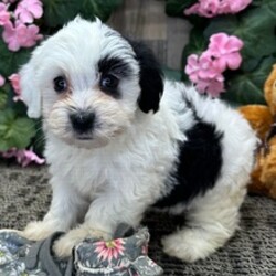 Adopt a dog:Pixel/Havanese/Female/June 5, 2026,Hi, I'm Pixel! I'm a 6-week-old female Havanese with a beautiful black coat, born on June 5. I'll be ready to go home to my forever family after August 7, once I'm grown enough to leave my litter. When I reach my adult size, I should weigh between 9–14 lbs. I'm AKC registered. I will greet you with joy and a wagging tail every day.