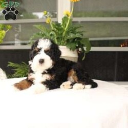 Benny/Mini Bernedoodle									Puppy/Male	/8 Weeks,Say hello to this beautiful Miniature Bernedoodle puppy with a perfect tricolor coat and soft curls! This charming puppy is up to date on shots and dewormer and vet checked! The mother Lexi is a purebred Poodle and the father is a Mini Bernedoodle! If you are seeking a well socialized puppy who is family raised contact us to learn how you can add one of our puppies to your home! 