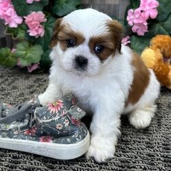 Adopt a dog:Kelsi/Shih Tzu/Female/June 7, 2026,Hi, I'm Kelsi! I'm a 6-week-old female Shih Tzu with a beautiful red & white coat, born on June 7. I'll be ready to go home to my forever family after August 9, once I'm grown enough to leave my litter. When I reach my adult size, I should weigh between 12–16 lbs. I'm AKC registered. I love to play fetch; it's my favorite game. When I get tired, I will come and curl up next to you so we can go to sleep.