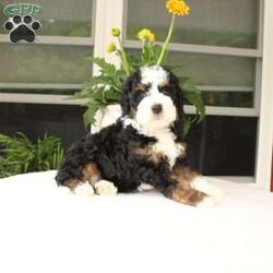 Benny/Mini Bernedoodle									Puppy/Male	/8 Weeks,Say hello to this beautiful Miniature Bernedoodle puppy with a perfect tricolor coat and soft curls! This charming puppy is up to date on shots and dewormer and vet checked! The mother Lexi is a purebred Poodle and the father is a Mini Bernedoodle! If you are seeking a well socialized puppy who is family raised contact us to learn how you can add one of our puppies to your home! 