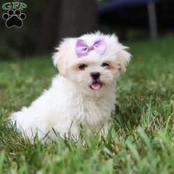 Claudia/Lhasa Apso									Puppy/Female	/11 Weeks,Meet Claudia, an ACA Lhasa Apso puppy with a soft, fluffy coat and a friendly, affectionate personality. She enjoys spending time with people, playing with toys, and exploring her surroundings. Claudia has been raised with care and attention and is well on her way to becoming a loving companion for her new family.