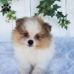 Max/Pomeranian									Puppy/Male	/10 Weeks,Meet Max! This beautiful pomeranian puppy is very friendly and playful. He is being family raised and is used to being around children. Max has been vet checked and is up-to-date on shots and deworming. This cutie is ready for his new home! You can call or text us for more information or to schedule a visit. 