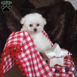 Callie/Bichon Frise									Puppy/Female	/May 13th, 2026,Callie is a wee tiny baby girl of 1.1 lbs doesn’t seem to know she is the smallest! She is a very adventurous and inquisitive playful little cuddle bug. She is started on her puppy pad training and is eating very well! Callie had her 6 wk check up at the vet, where she also got her vaccinations and her health certificate. She will have her 1 yr. health guarantee, a sample bag of food, some puppy pads and her birth certificate with her when she goes to her forever home. I have transportation options available. Callie would love to meet you and give you lots of sweet puppy kisses!