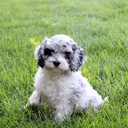 Sprinkles/Cockapoo									Puppy/Female	/May 29th, 2026,Say hello to Sprinkles, a bubbly Cockapoo puppy who is just as sweet as her name! Raised in a family with children, she is well-socialized, friendly, and affectionate. Sprinkles is vet-checked, up to date on vaccinations & dewormer, plus the breeder provides a 1-year genetic health guarantee. If you are looking for a happy, loving companion to complete your family, Sprinkles may be the one for you!