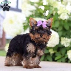 Lola/Yorkie									Puppy/Female	/11 Weeks,Hi, my name is Lola! I’m an adorable ACA Registered Yorkshire Terrier with a playful personality and a heart full of love. I enjoy spending my days exploring, playing with my favorite toys, and snuggling up for plenty of cuddles. My small size and affectionate nature make me a wonderful companion, whether you’re looking for a loyal best friend or a loving addition to your family.