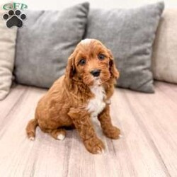 Alexus/Mini Goldendoodle									Puppy/Female	/11 Weeks,Hello there! I’m Alexus a beautiful Mini Goldendoodle puppy! These puppies have a Mom that weighs around 33 pounds and Dad weighs around 12 pounds! Alexus is the perfect addition to any family. Don’t miss the opportunity to bring home this delightful Mini Goldendoodle puppy! I’m well socialized with children and ready to fit into your family! I would love to fill your home with all of my  puppy love! I have been vet checked, microchipped and I am up to date on vaccinations and dewormings and will come with a one year genetic health guarantee. Call or text anytime to make me the newest addition to your family and get ready to spend a lifetime of tail wagging fun!  