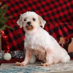 Claudia/Lhasa Apso									Puppy/Female	/11 Weeks,Meet Claudia, an ACA Lhasa Apso puppy with a soft, fluffy coat and a friendly, affectionate personality. She enjoys spending time with people, playing with toys, and exploring her surroundings. Claudia has been raised with care and attention and is well on her way to becoming a loving companion for her new family.