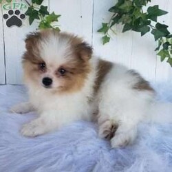 Max/Pomeranian									Puppy/Male	/10 Weeks,Meet Max! This beautiful pomeranian puppy is very friendly and playful. He is being family raised and is used to being around children. Max has been vet checked and is up-to-date on shots and deworming. This cutie is ready for his new home! You can call or text us for more information or to schedule a visit. 